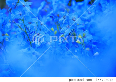 Blue delphiniums and the colors of early summer 133728048