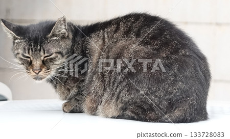 Cute stray cat Cute stray cat 133728083