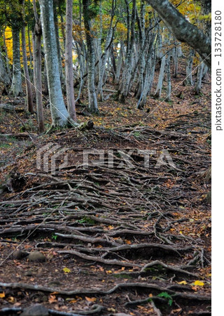 仙之瀨山登山風景 133728180