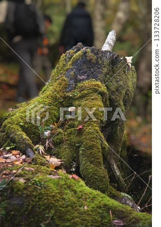 Mt. Hyonose Mountain Climbing Scenery Mt. Hyonose Mountain Climbing Scenery 133728206