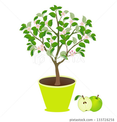 Apple tree in a pot with flowers and fruits on white. 133728258