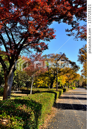 Tokyo Metropolitan Mizumoto Park, late autumn foliage 133728321