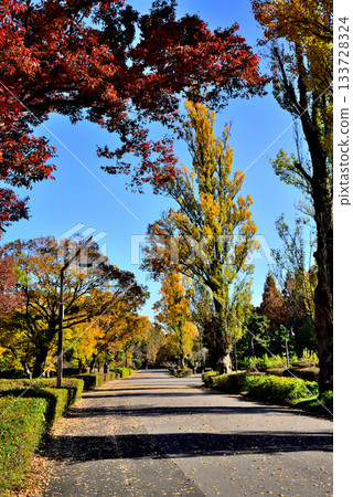 Tokyo Metropolitan Mizumoto Park, late autumn foliage Tokyo Metropolitan Mizumoto Park, late autumn foliage 133728324
