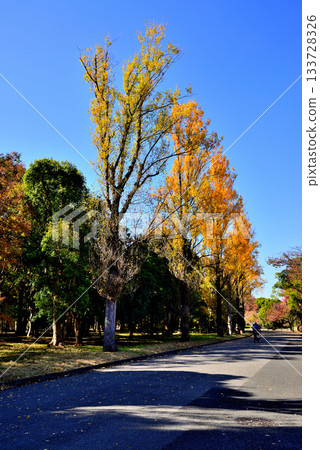 Tokyo Metropolitan Mizumoto Park, late autumn foliage Tokyo Metropolitan Mizumoto Park, late autumn foliage 133728326