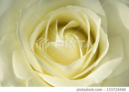 Blooming bud of light yellow rose close up 133728406