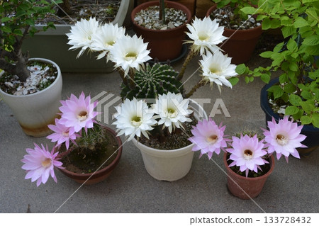 White and pink cacti bloomed at the same time 133728432
