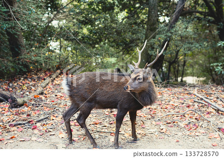 Misan deer 133728570