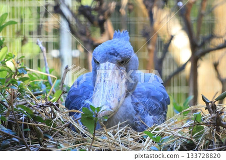 鯨頭鸛(千葉市動物園,靜止照片) 鯨頭鸛(千葉市動物園,靜止照片) 133728820