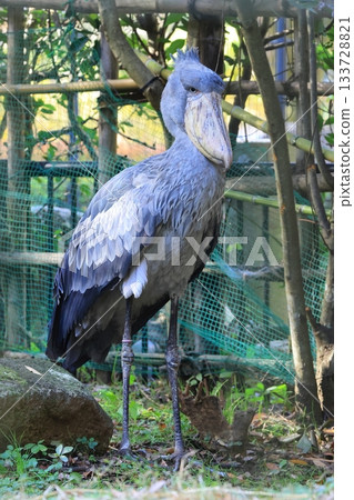 鯨頭鸛（千葉市動物園，靜止照片） 133728821