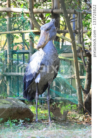 鯨頭鸛（千葉市動物園，靜止照片） 133728822