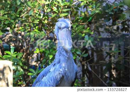鯨頭鸛(千葉市動物園,靜止照片) 鯨頭鸛(千葉市動物園,靜止照片) 133728827