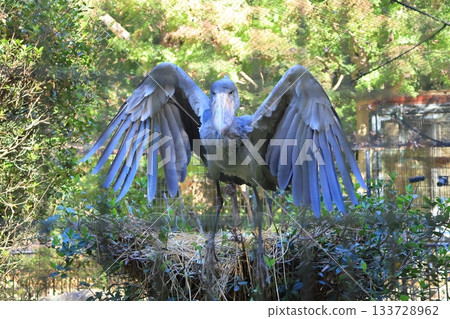鯨頭鸛（千葉市動物園，靜止照片） 133728962