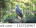 Shoebill (Chiba City Zoological Park, still) 133728967