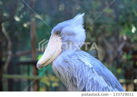 鯨頭鸛 <千葉市動物園靜香園> 鯨頭鸛 <千葉市動物園靜香園> 133729031