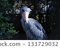 Shoebill <Chiba City Zoological Park Shizuka> 133729032