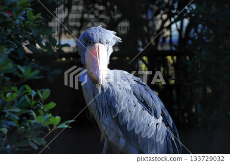 鯨頭鸛 <千葉市動物園靜香園> 鯨頭鸛 <千葉市動物園靜香園> 133729032