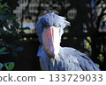 Shoebill <Chiba City Zoological Park Shizuka> 133729033