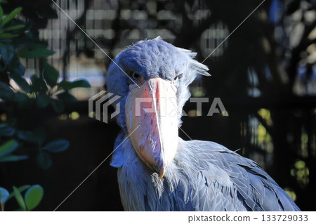鯨頭鸛 <千葉市動物園靜香園> 133729033