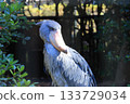 Shoebill <Chiba City Zoological Park Shizuka> 133729034
