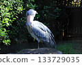 Shoebill <Chiba City Zoological Park Shizuka> 133729035