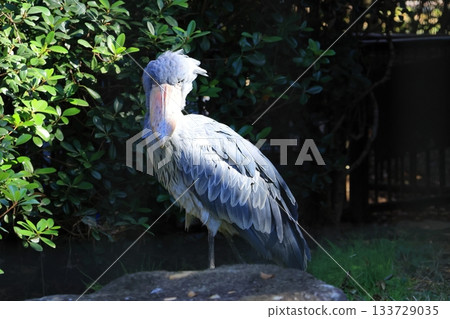 鯨頭鸛 <千葉市動物園靜香園> 133729035
