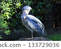 Shoebill <Chiba City Zoological Park Shizuka> 133729036