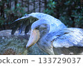 Shoebill <Chiba City Zoological Park Shizuka> 133729037