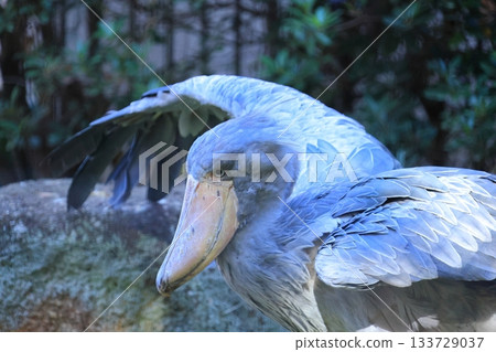 Shoebill <Chiba City Zoological Park Shizuka> 133729037