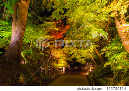 Illuminated approach to Chusonji Temple in autumn in Hiraizumi, Iwate Prefecture 133729134