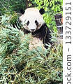 Panda to eat bamboo grass 133729151