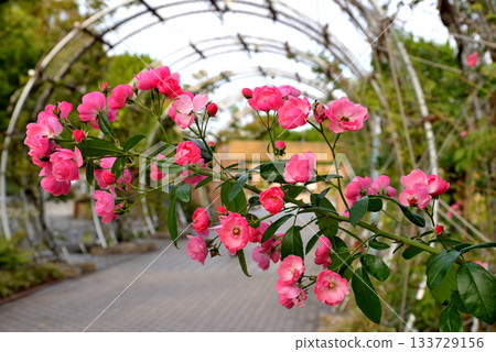 The arch gate with red roses blooming in Yamashita Park, Yokohama The arch gate with red roses blooming in Yamashita Park, Yokohama 133729156