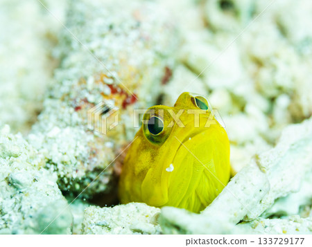 一隻黃海星（產自沖繩縣崎本部市）從沙洞鑽出的微距特寫 133729177