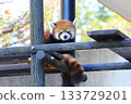 Red pandas <Chiba City Zoological Park> 133729201