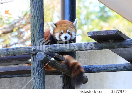 小熊貓 <千葉市動物園> 133729201