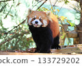 Red pandas <Chiba City Zoological Park> 133729202
