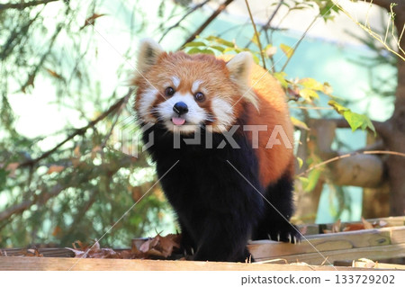 小熊貓 <千葉市動物園> 小熊貓 <千葉市動物園> 133729202
