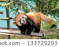 Red pandas <Chiba City Zoological Park> 133729203