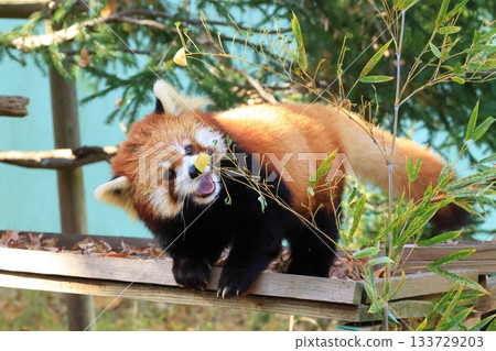 小熊貓 <千葉市動物園> 133729203