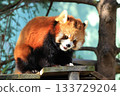 Red pandas <Chiba City Zoological Park> 133729204