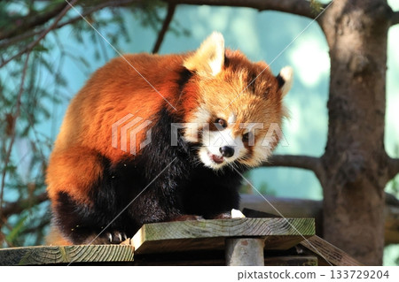 小熊貓 <千葉市動物園> 133729204