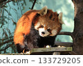 Red pandas <Chiba City Zoological Park> 133729205
