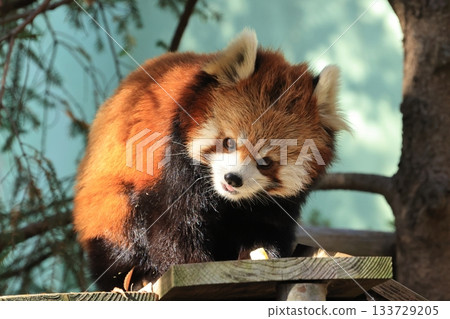 小熊貓 <千葉市動物園> 133729205