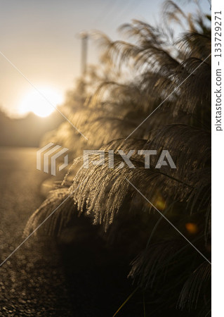 Susuki illuminated by the morning sun Susuki illuminated by the morning sun 133729271