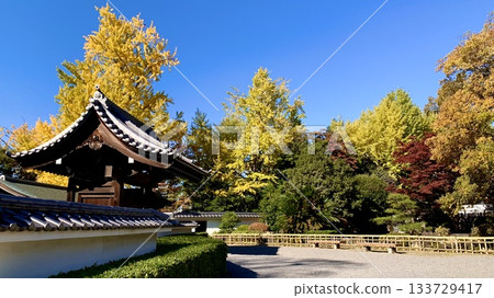 Okazaki Castle Ninomaru Noh Theater, colored by the clear autumn sky and golden ginkgo trees (Okazaki Park/Okazaki City, Aichi Prefecture) Okazaki Castle Ninomaru Noh Theater, colored by the clear autumn sky and golden ginkgo trees (Okazaki Park/Okazaki City, Aichi Prefecture) 133729417