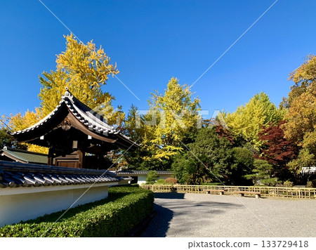 Okazaki Castle Ninomaru Noh Theater, colored by the clear autumn sky and golden ginkgo trees (Okazaki Park/Okazaki City, Aichi Prefecture) Okazaki Castle Ninomaru Noh Theater, colored by the clear autumn sky and golden ginkgo trees (Okazaki Park/Okazaki City, Aichi Prefecture) 133729418