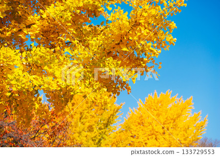 Autumn at Taishibashi Park 133729553