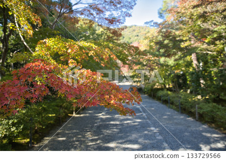 Ogurayama Nison-in Temple - Autumn leaves starting to turn color 9 Ogurayama Nison-in Temple - Autumn leaves starting to turn color 9 133729566