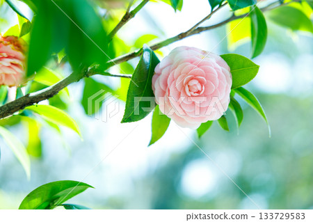 山茶花在春日的陽光下閃閃發光——一片柔和的粉紅色，令人心曠神怡。 133729583