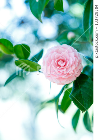 Camellia flowers sparkling in the spring sunshine — a soothing landscape colored in soft pink Camellia flowers sparkling in the spring sunshine — a soothing landscape colored in soft pink 133729584