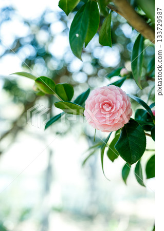 山茶花在春日的陽光下閃閃發光——一片柔和的粉紅色，令人心曠神怡。 133729587